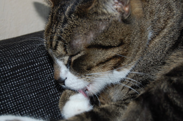 Karolina Lisowiec #139026