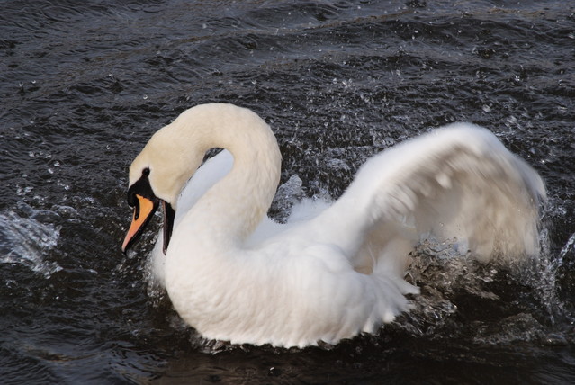 Agnieszka Nawrocka #288015