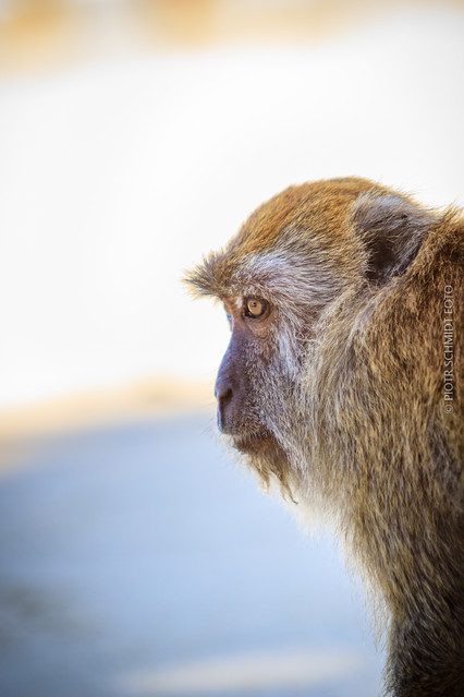 PIOTR SCHMIDT +48535444106 Makak Krabożerny