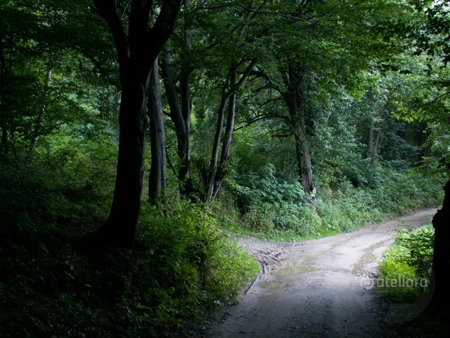 KONICA MINOLTA DIGITAL CAMERA feelomena #136214