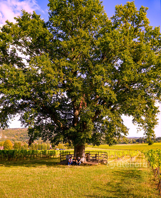 Pod wielkim dębem. Denbies Wine Estate Zbigniew Kapusta #343905