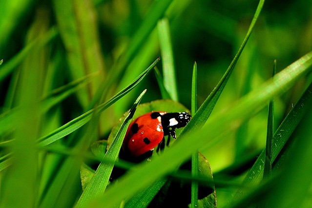 Agnieszka Rochowczyk wiele kropek ma...