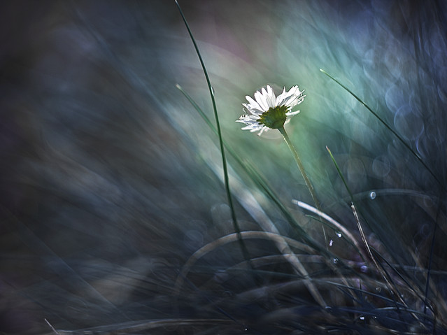 macrofun Ostatnie promienie słońca...