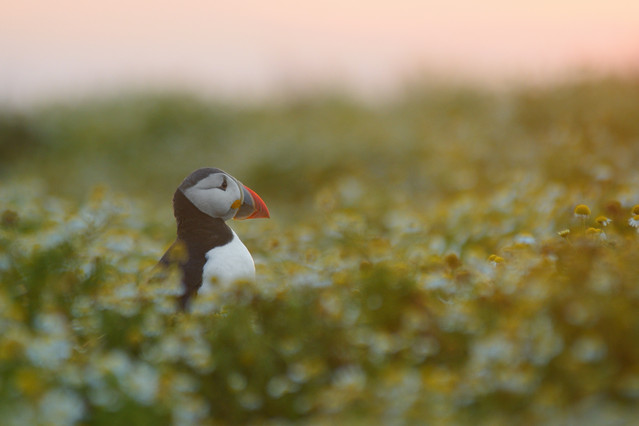 Pawel Prus Puffin