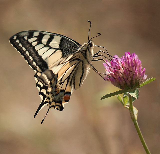 Pawel Plucinski #290249