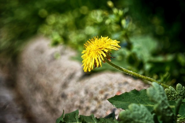 SONY DSC SONY DSC Tomasz Naglik #347412