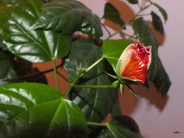 Róża chińska Picasa #177019