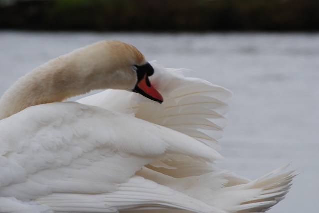 Agnieszka Nawrocka #288027