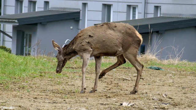 Koniec czochrania. Biesik #347336
