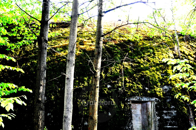 bunkier w lesie Ryszard Staniec #193563