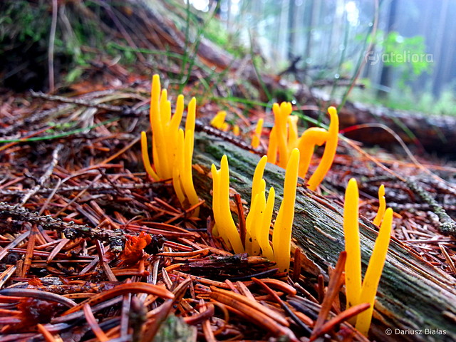 Dariusz Białas #259616