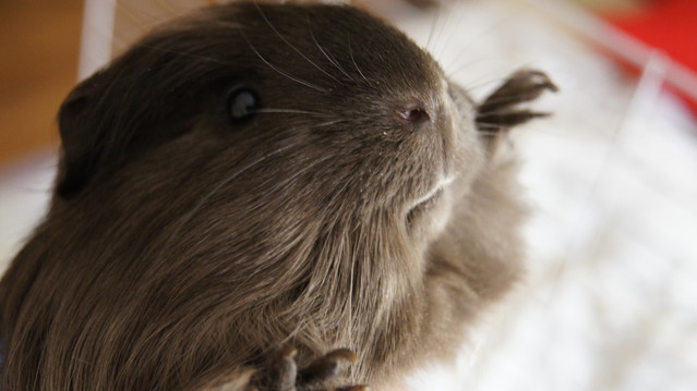 SONY DSC Ala -Gwgwgwr #110975