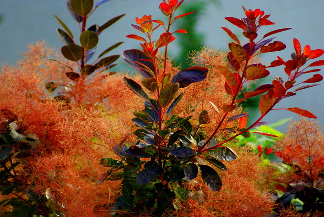 SONY DSC Picasa #135861