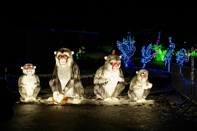 Garden of lights. Dzika Azja. Wrocław PIOTR SCHMIDT +48535444106