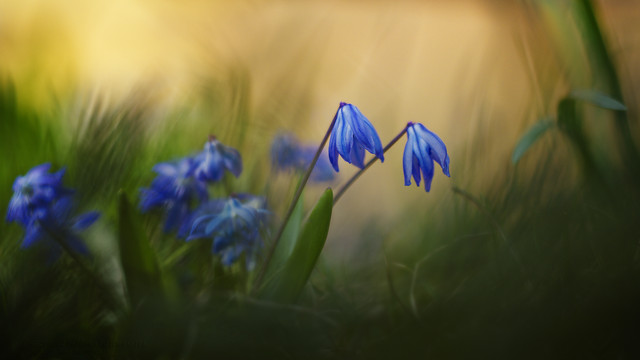 macrofun Cebulica syberyjska (Scilla siberica)
