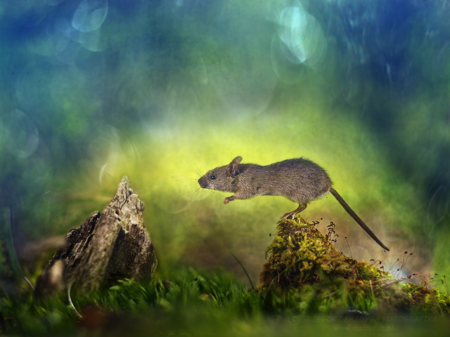 3...2...1... jump macrofun #303204