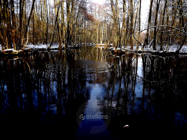 Ryszard Staniec #195540