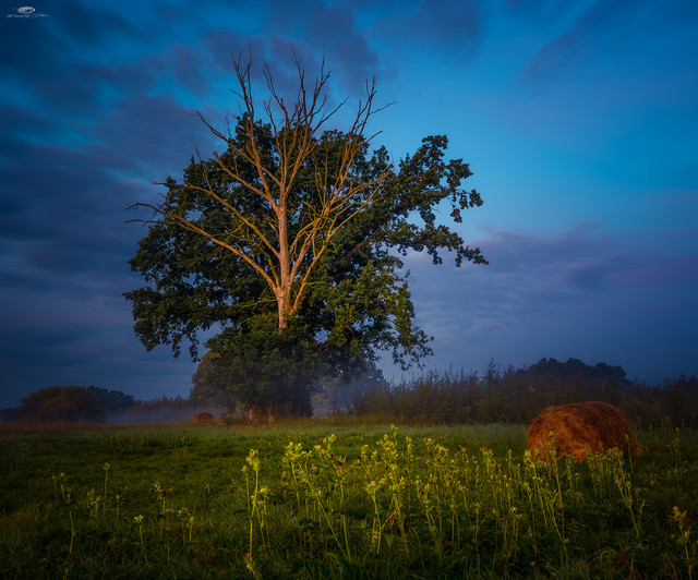 Dawn in the field Krzysztof Tollas #331476