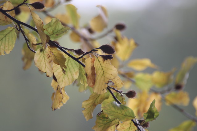 Tomasz Pisulla #281291