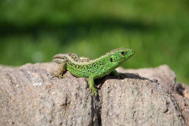 qcyber Jaszczurka Zwinka  (Lacetra agillis)
