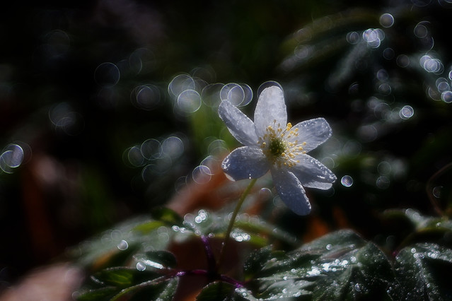 Sławek Rezerwa #348901