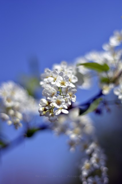 MariuszFotografia #315984