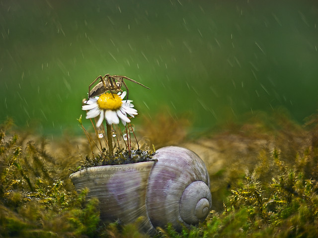 macrofun Najnowszy trend doniczkowy ;)