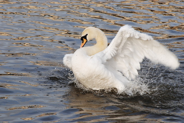 Agnieszka Nawrocka #288013