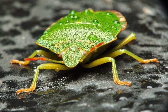 Tomasz Sikorski #129490