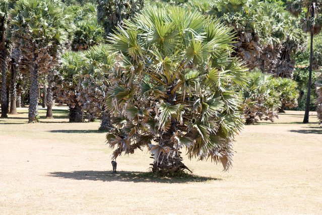 Jacek Pióro #304915