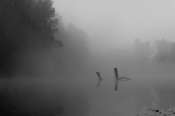 Tomasz Ryś The pond in the fog bw