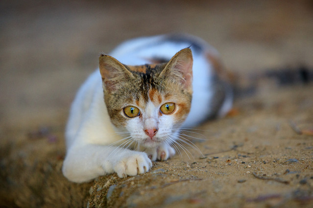 Kot - Taman Negara. Malezja. PIOTR SCHMIDT +48535444106 #348789