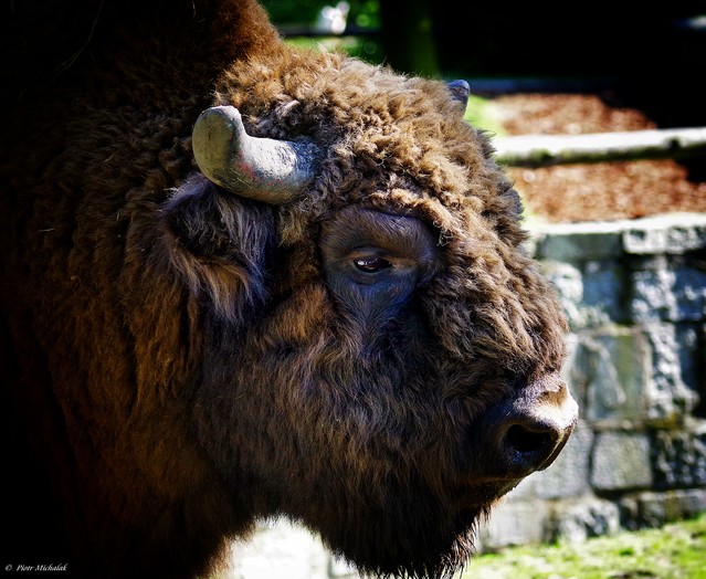 Piotr Michalak #266444