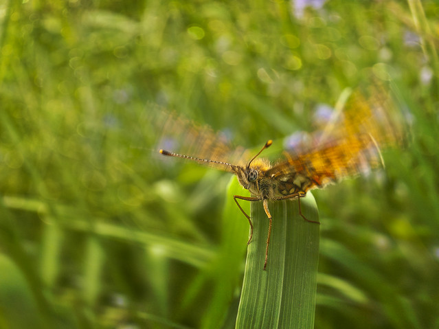 macrofun Efekt motyla