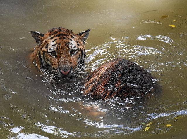 Stanisław Hawrus tygrys bengalski