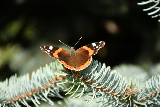 MARIUSZ_CYBULA #326925