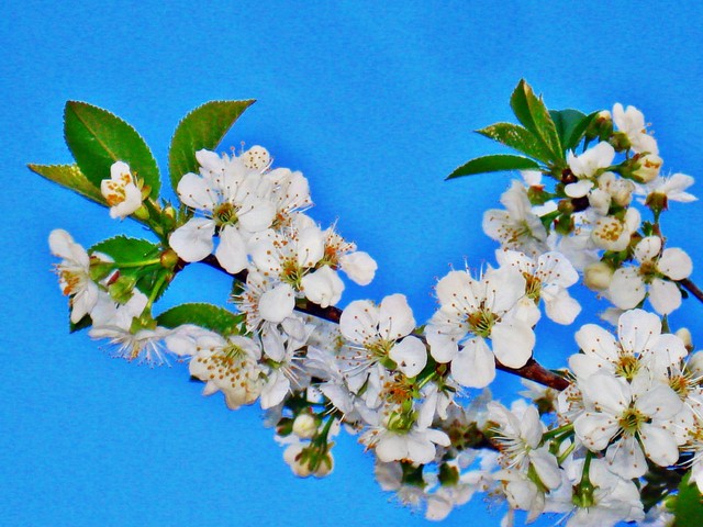 annaadamska12 #198452