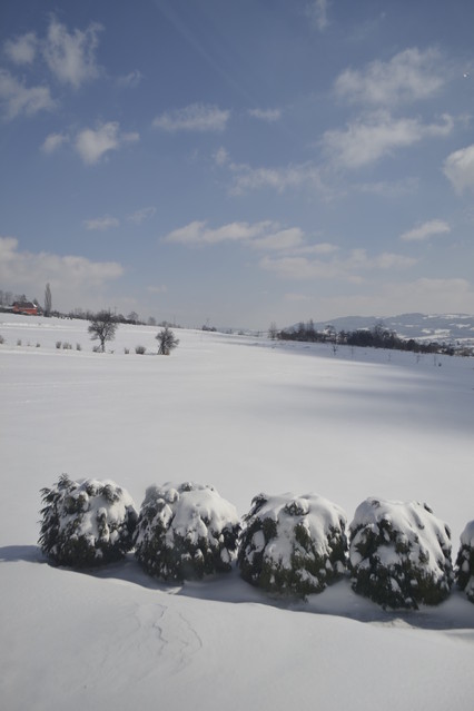 Grażyna Górszczyk 