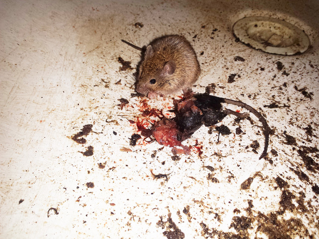 Artur Kopecki #306599