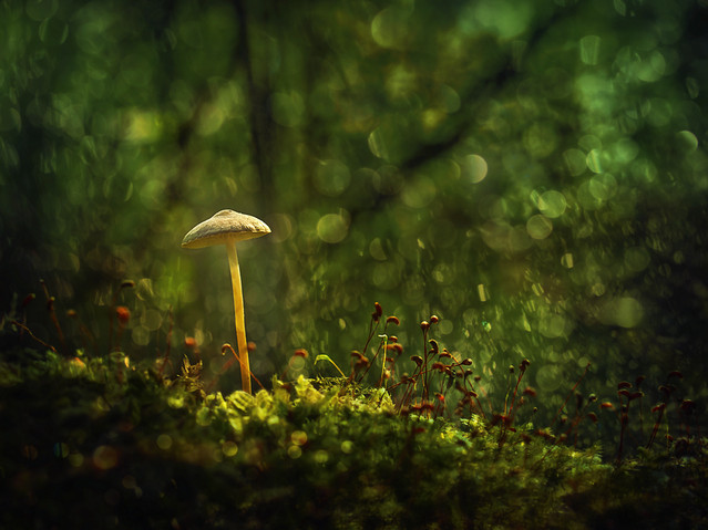 macrofun W bajce o grzybku...