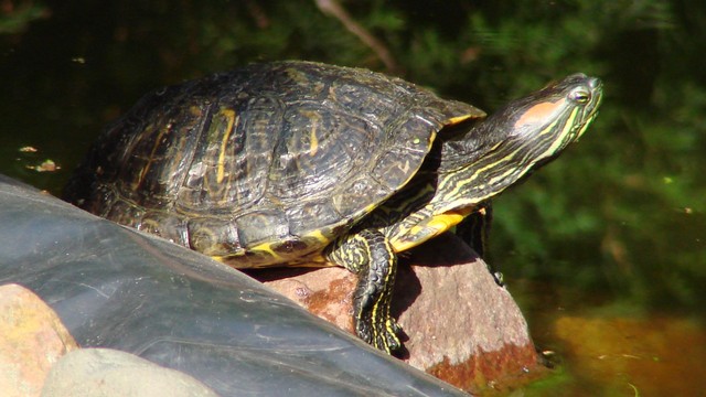 Mirosław Wysocki #295211