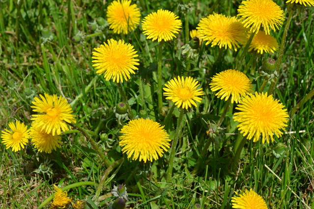 STANISLAW TWARDOWSKI #137261