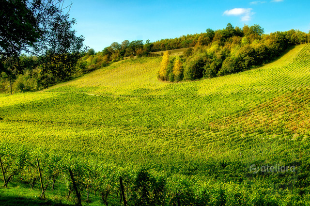 Denbies Wine Estate Zbigniew Kapusta #343593