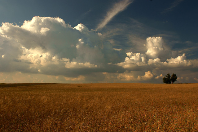 metez Szumiące w zbożu