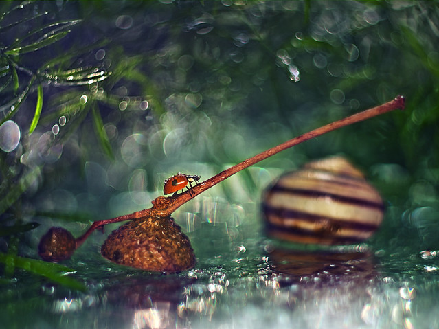 macrofun Historia jednej biedronki