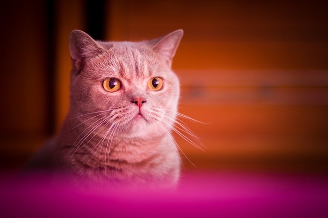 Paweł Orzech #139471