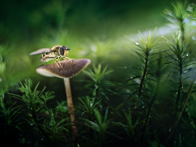 macrofun Światła sceny 