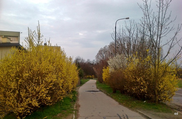 Wiosna wiosna Picasa #292565