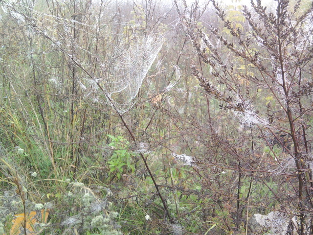 Krystyna Walczak #172856