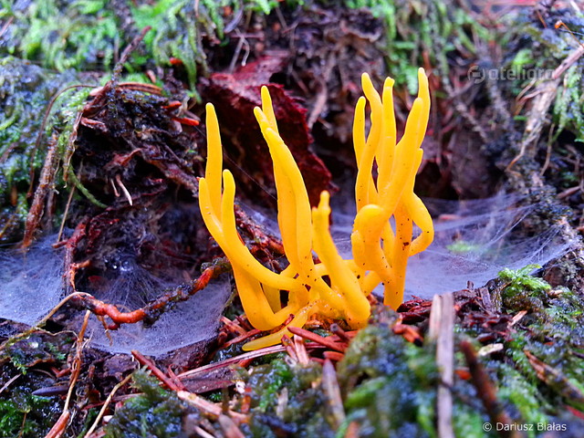 Dariusz Białas #259615